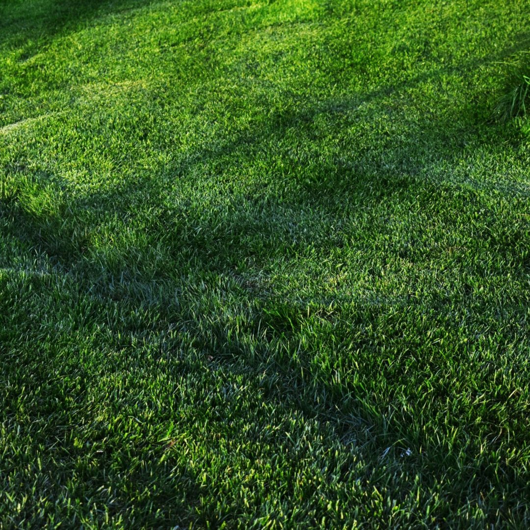 pexels-didsss-2801070